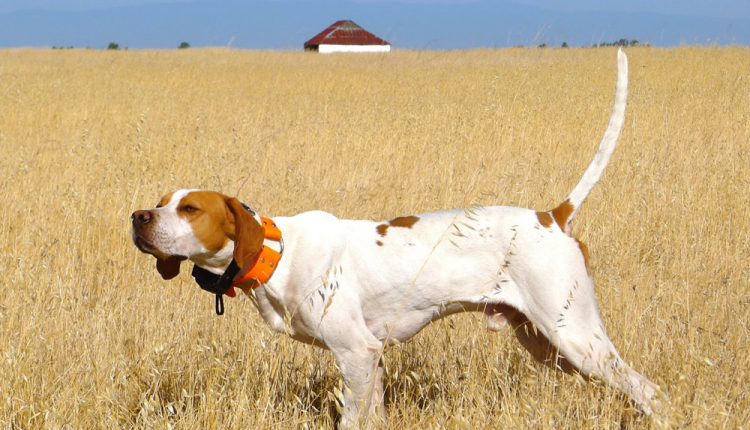 English Pointer