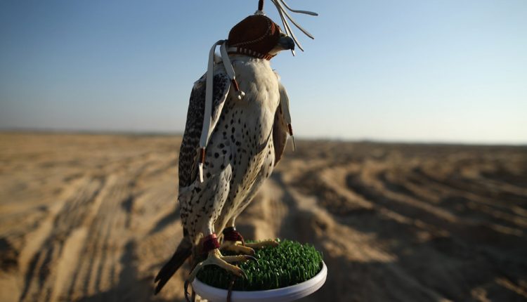 Falconry training and technique