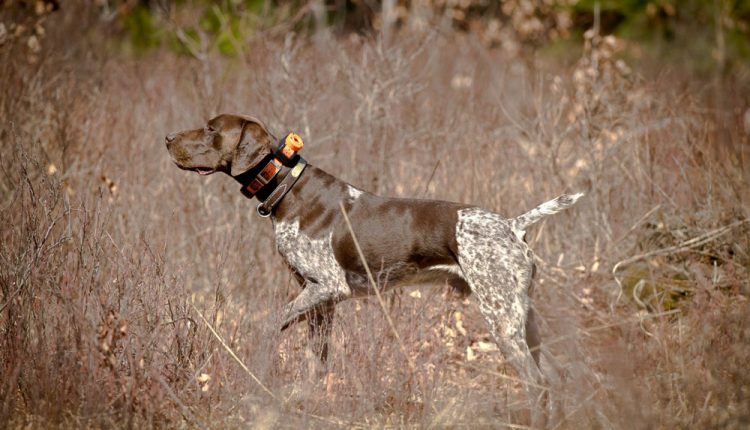 German Shorthaired Pointer