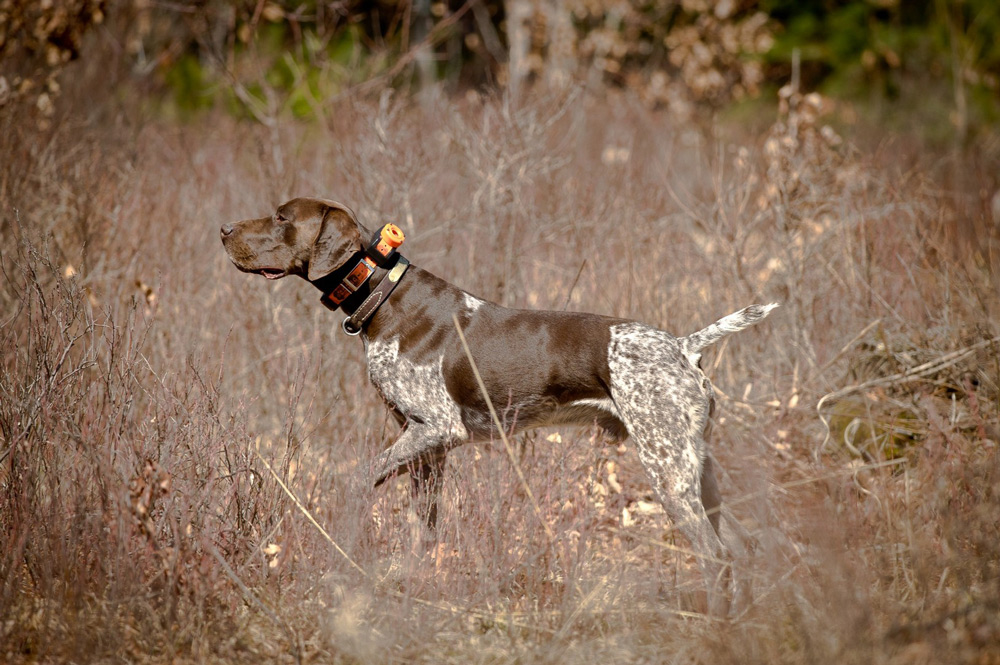 German Shorthaired Pointer