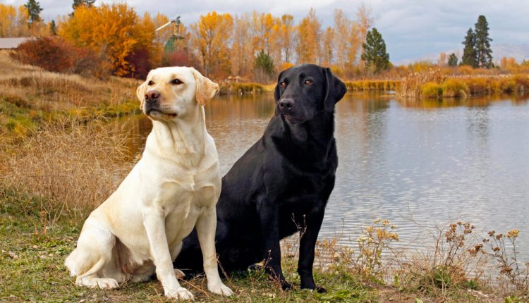 Labrador Retriever