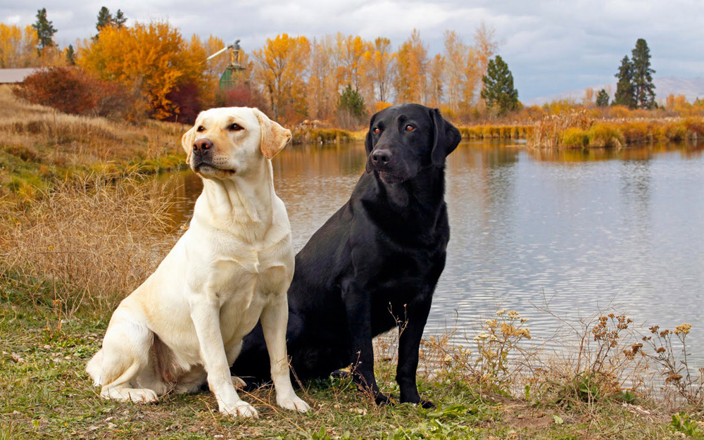 مجلة الصقر كلب لابرادور ريتريفر المكتشف Labrador Retriever