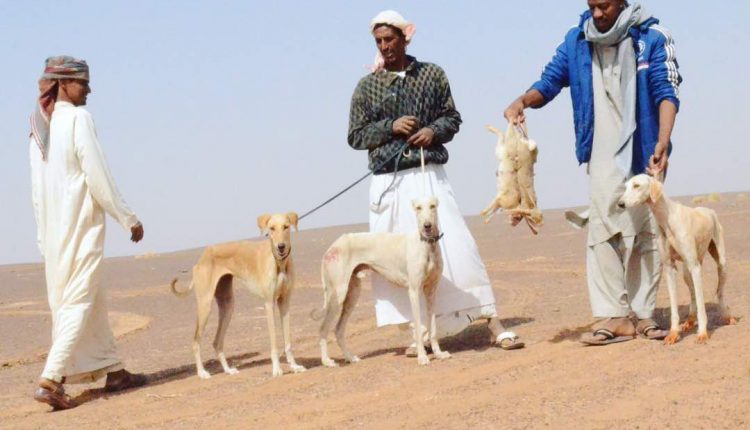 صيد الأرانب في السودان