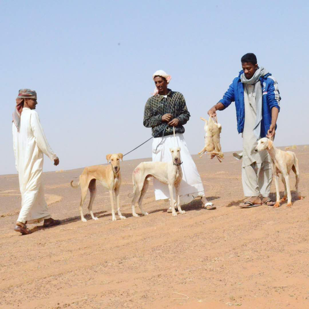 صيد الأرانب في السودان